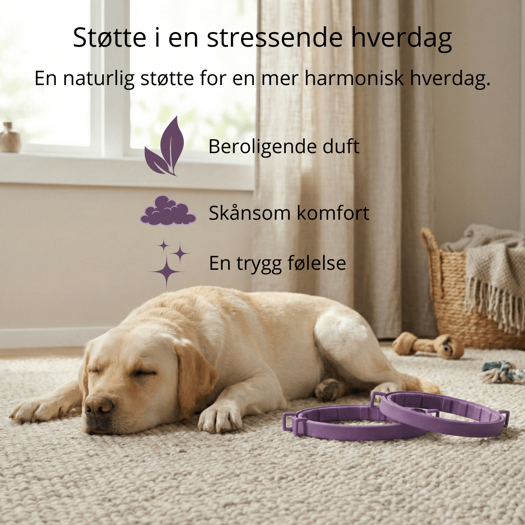 For de små øyeblikkene med ro