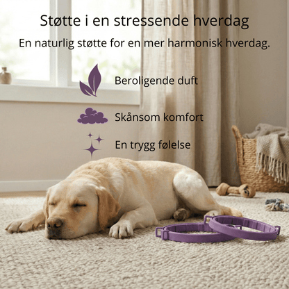 For de små øyeblikkene med ro